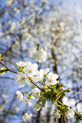 Obraz premium Frühlingsblüte