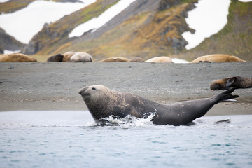 Cute penguins, seals, sea lions and elephant seals are lounging together in Antarctica