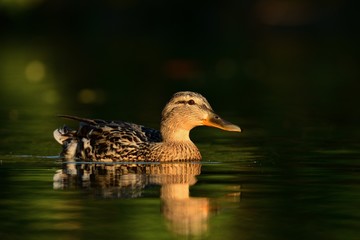Duck
