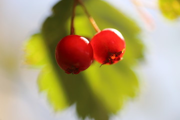 Crataegus or hawthorn or thornapple on blurred green leaf background