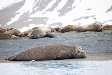 Fototapeta premium Cute penguins, seals, sea lions and elephant seals are lounging together in Antarctica