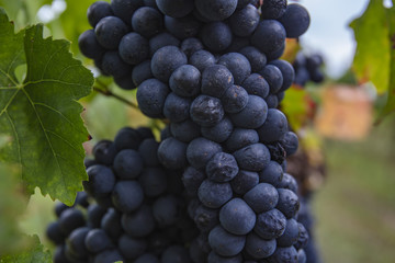 blue grapes in vineyard