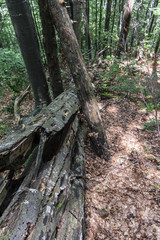 Fallen tree after a powerful lightning on the way to Kozya stena hut. The mountain in the central Balkan astonishes with its beauty, fresh air and magnetism.