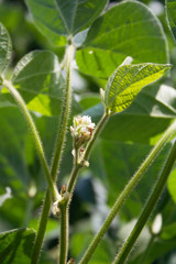 White flowers and blossoms on soybean plant in the field
