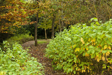 Paesaggio irlandese in autunno