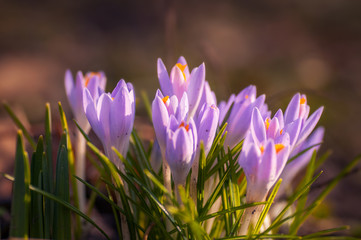 Beautiful spring flowers in the grass shot with macro lens