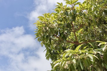 Tree with green leaves, blue sky and clouds