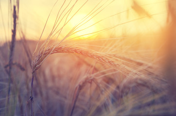 Naklejka premium Close up of wheat ears on a background of setting sun.
