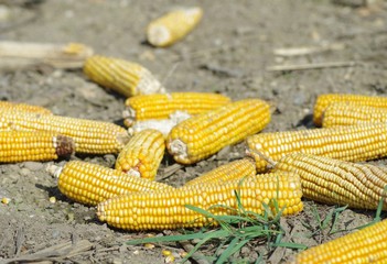 Maisernte, gelbe Maiskolben auf dem Feld