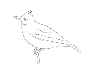 bird sitting on a branch, lines, vector
