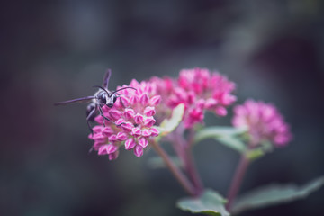 Obraz na płótnie Canvas Guêpe noire sur fleur rose