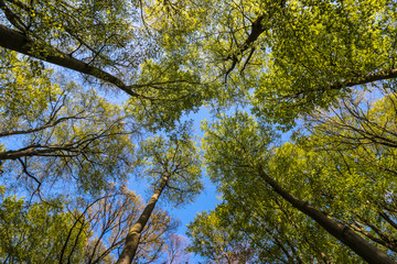 treetops