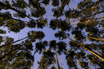Eucalyptus forest in a rural area of Sao Paulo state
