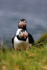 Atlantic Puffins