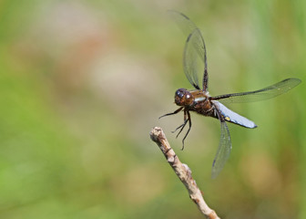 Plattbauch Libelle fliegt auf einen Ast