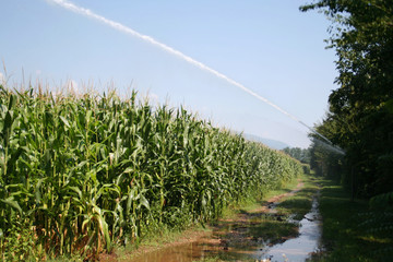 Agricultural irrigation system watering corn field on sunny summer day. 
