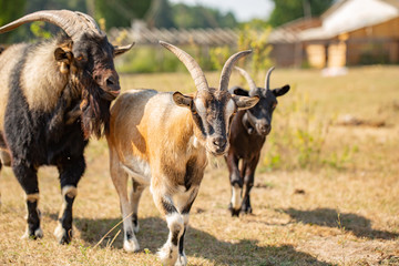 Flock of sheep and goats. Colorful rural scene in the mountain valley at springtime. Beauty of countryside concept