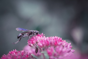 Guêpe noire sur fleur rose