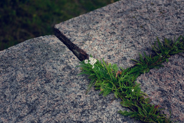 Small white flowers and green grass growing up between big gray stones.