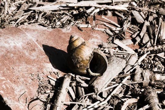 Snail shell washed up after a flood, surrounded by debris and garbage. Residue from a farm corn field and a shell lay on an old red tile. Concepts of flooding, natural disaster, and environment