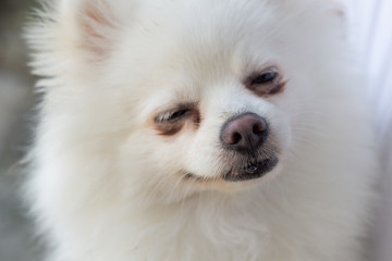 The Cute nose of white pomeranian dog