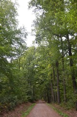 Fototapeta na wymiar Waldweg führt durch Laubwald - Laubbäume