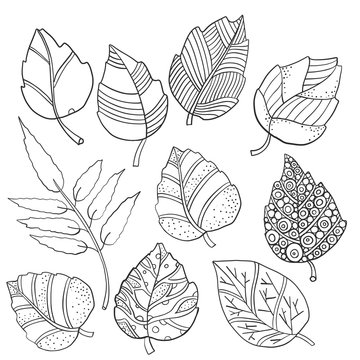 Hand drawn Vector set of autumn leaves. Black and white Coloring book.