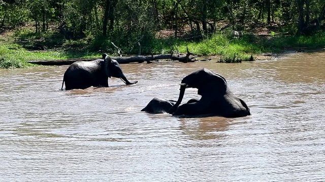 group of elephants drinking water from Pioneer dam,Mopani rest capm in Kruger National park in South Africa
