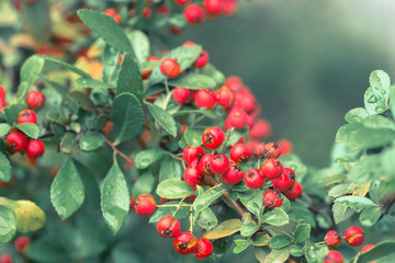 Cotoneaster horizontalis red  berries on twig macro