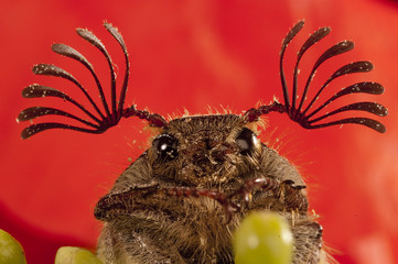 Fototapete bei efototapeten.de bestellen   