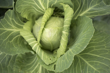 Obraz premium cabbage heart of ox, cultivation in orchard