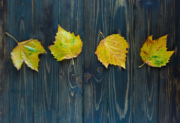 Naklejka na ściany i meble yellow leaves on old wooden background. Golden autumn, season change concept. flat lay, copyspace