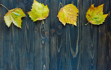yellow leaves on old  wooden background. Golden autumn, season change concept. flat lay, copyspace