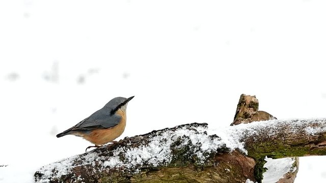 nuthatch bird in winter time