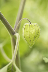 Physalis peruviana, golden berry, Fruit in capsule