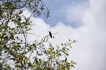 Colibrí © Villalobos