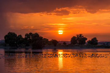 Dark Trees and a Beautiful Orange Sunset 