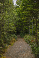 path in the forest