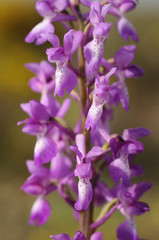 Fototapeta na wymiar Wild orchid from southern Western Europe, Purple Orchid (Orchis mascula)