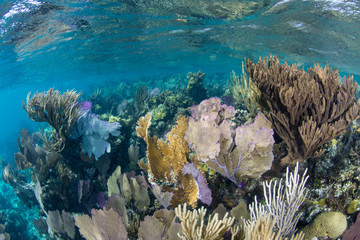 Fototapeta na wymiar Healthy Coral Reef on Edge of Blue Hole, Belize