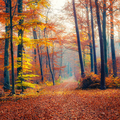 Pathway in the foggy autumn forest