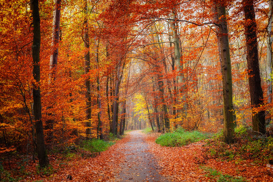 Pathway in the bright autumn forest - Powered by Adobe