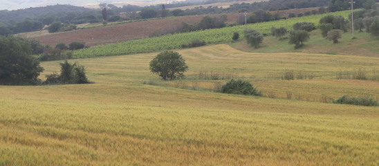 Fototapeta premium Paesaggi di Toscana