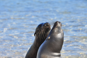 Fototapeta premium sea lion on the beach in the Galapagos Islands, Ecuador