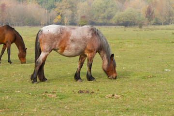 Obraz premium horse eat grass in the pasture