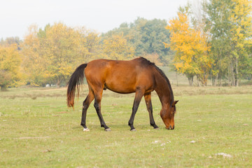 Obraz premium horse eat grass in the pasture