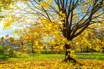 Naklejka premium Colorful tree and blue sky in the autumn park