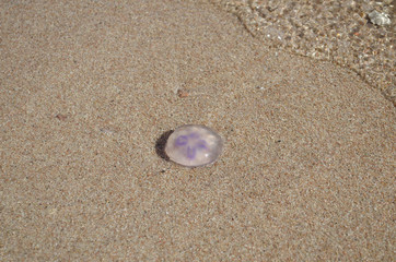 jellyfish on the sand by the sea