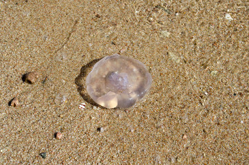 jellyfish on the sand by the sea