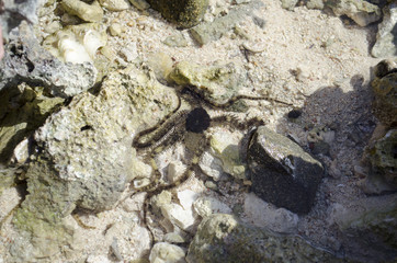 starfish on the beach